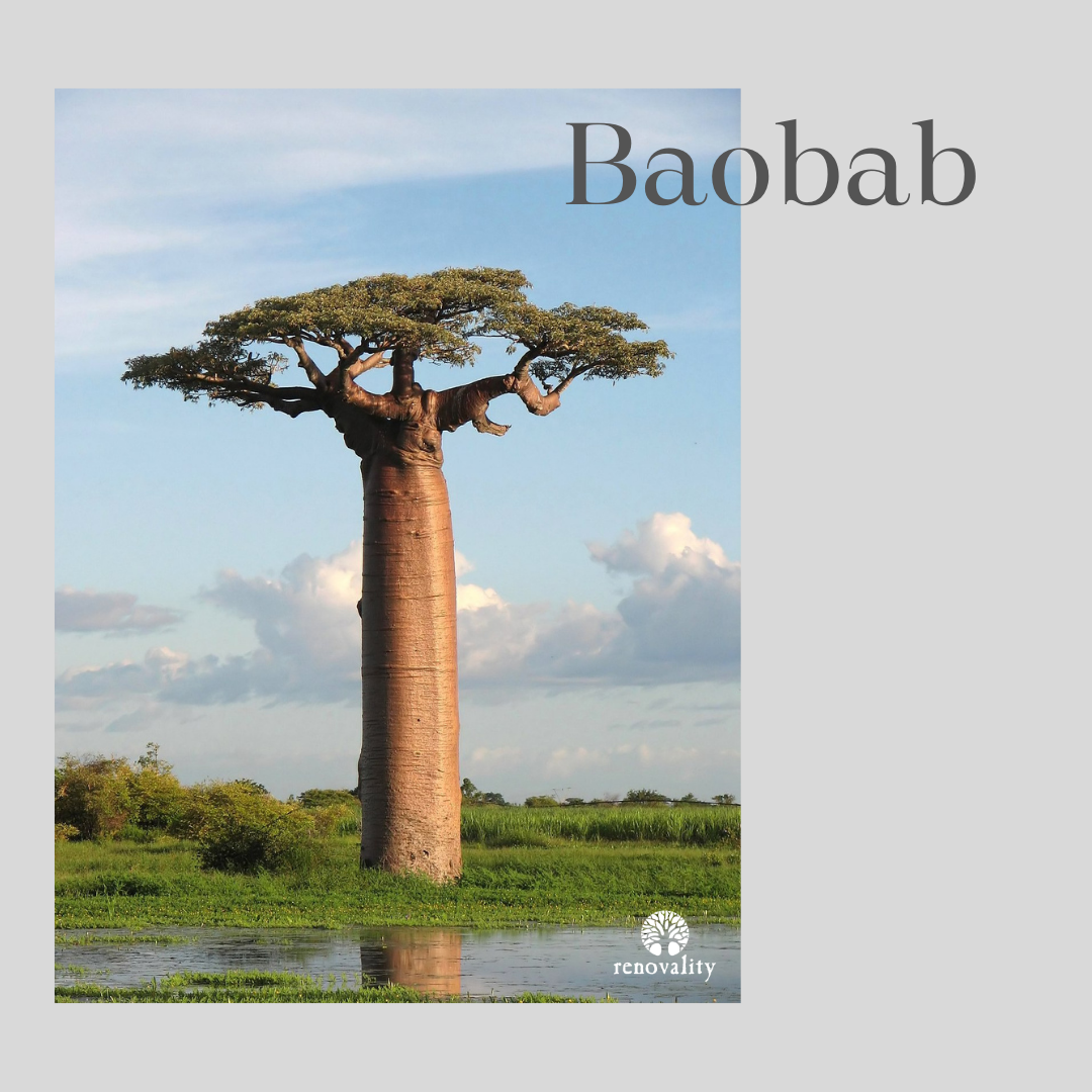 Baobab