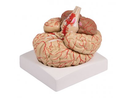 Model mozku - rozkládací