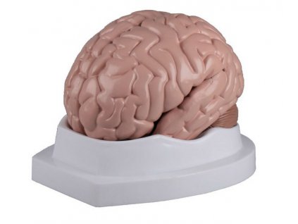 Model mozku - rozkládací