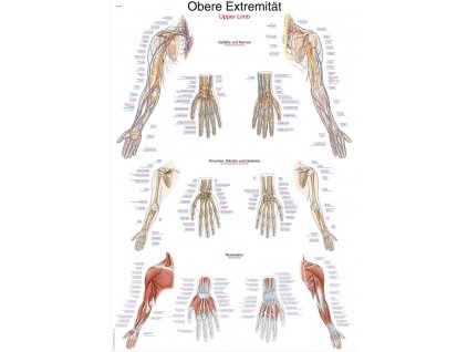 Plakát - horní končetiny 70x100 cm