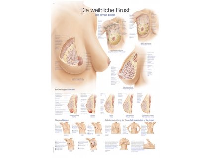 Plakát - ženský prs 70x100 cm