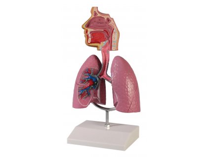 Anatomický model - Dýchací systém