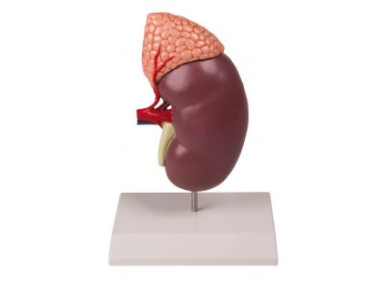Model ledviny a nadledvinky