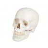 Model lebky
