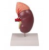 Model ledviny a nadledvinky