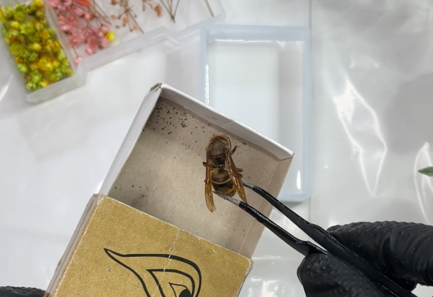 Zalievanie hmyzu do živice