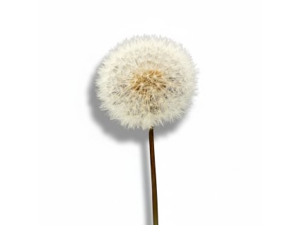 Stabilizovaná květina do pryskyřice – pampeliška