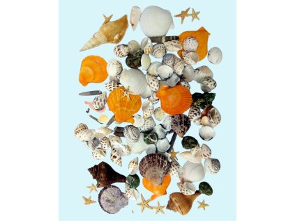 Resin decoration - large seashell set