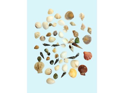 Harzdekoration - Muschelset mittel