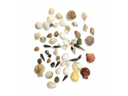 Dekorace do pryskyřice – sada mušlí střední