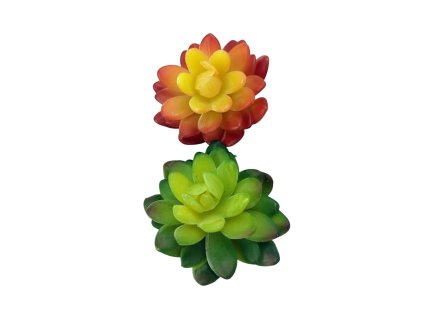 3941 sukulenty do orgonitu