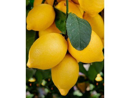 lemons 7902324 1280