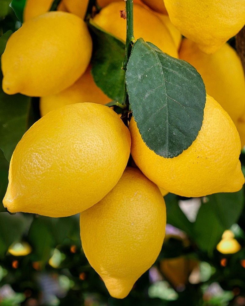Esenciální olej do svíček a mýdel — citron