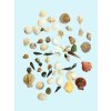Resin decoration - shell set medium