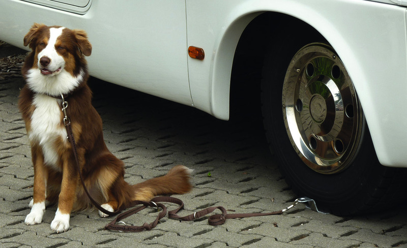 Linnepe Držák pro psy DOG-SITTER
