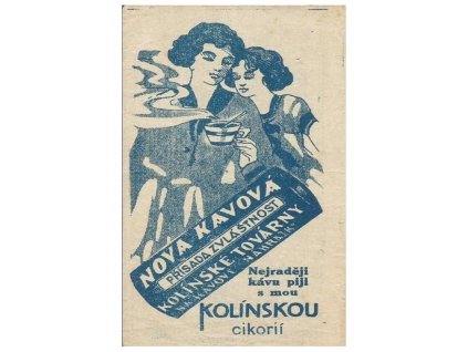 Kolínská cikorie