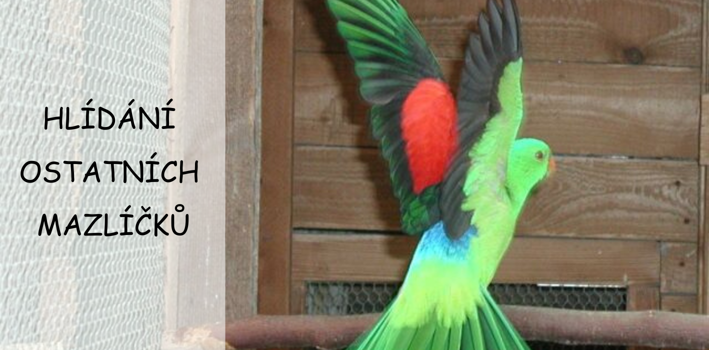 Rexinka hlídání ostatních mazlíčků