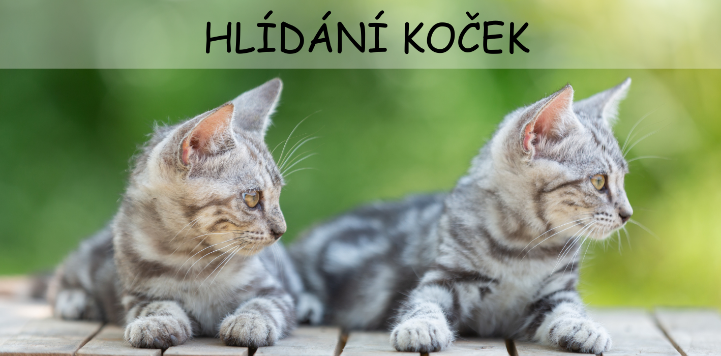 Rexinka hlídání koček