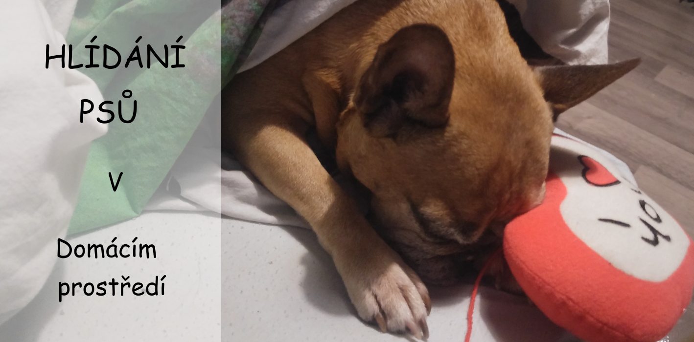 Rexinka hlídání psů - psí hotel