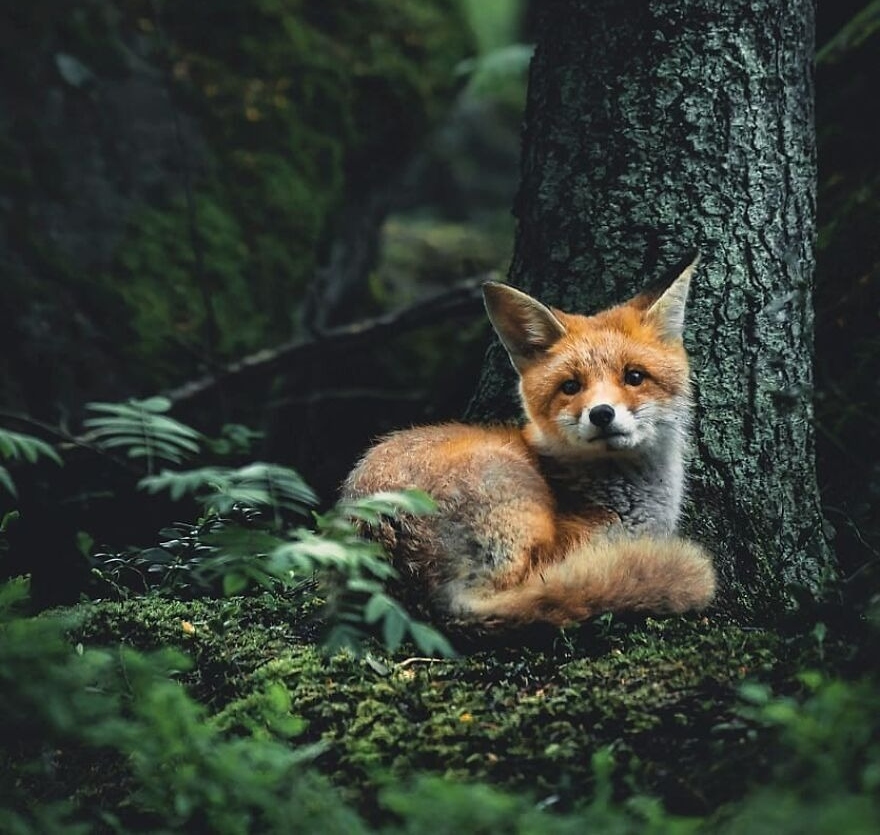 Lež a její karetní kombinace v Lenormandu – Liška