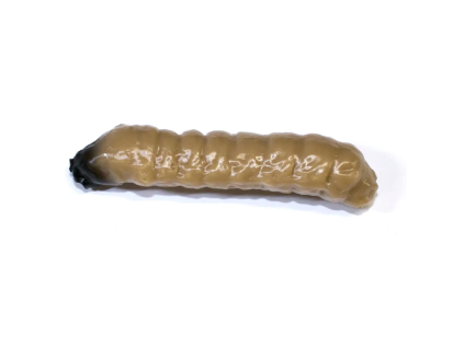Obrázek