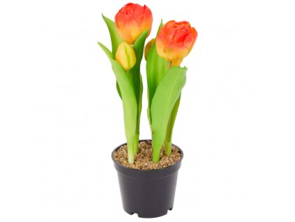 tulipanbarv Photoroom