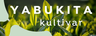 Yabukita tea cultivar