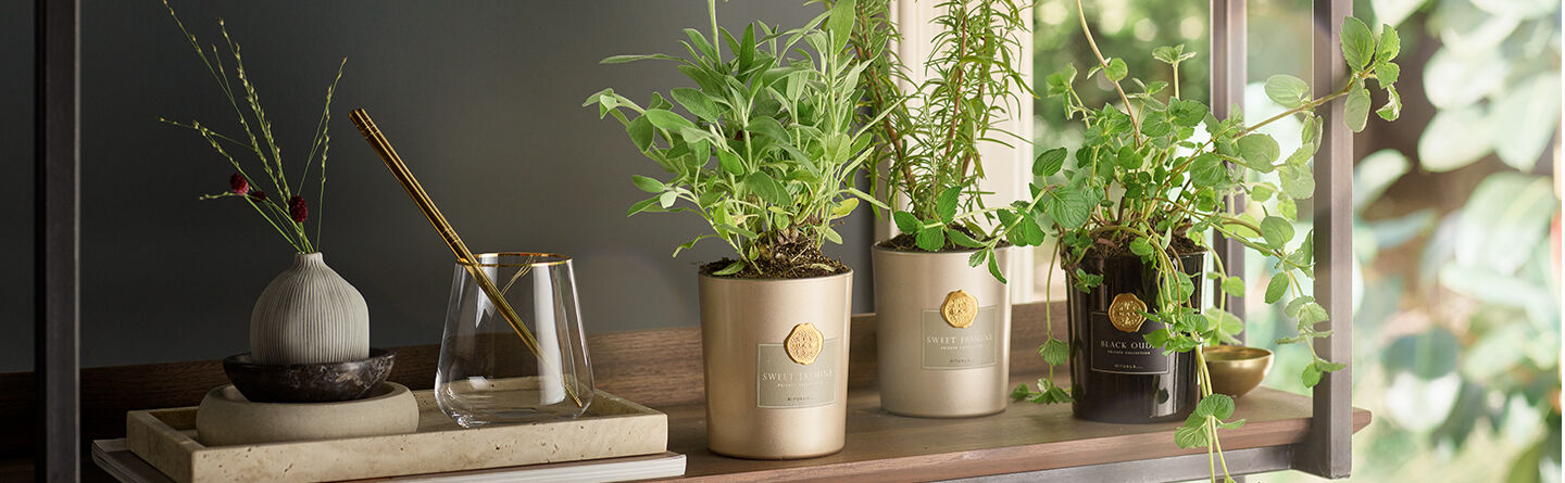 Proč je pěstování vlastních bylinek prospěšné pro tělo, mysl i duši