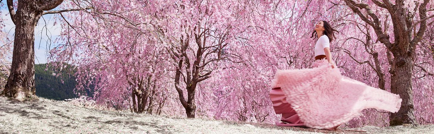 Sakura: Výklad krásného zvyku hanami