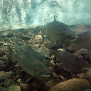 Lov lososů v Norsku