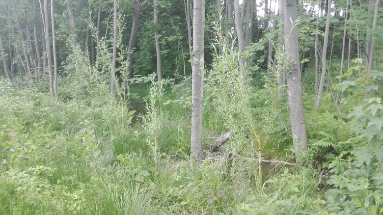 Podpora biodiverzity kolem potoka