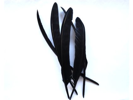 Bažantí slepice - černá G7