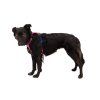 Web JPG Hi & Lite Harness Alpenglow Pink Raya STUDIO