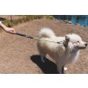 Web JPG 40264 Knot a Long Moss Green Dog Park 5