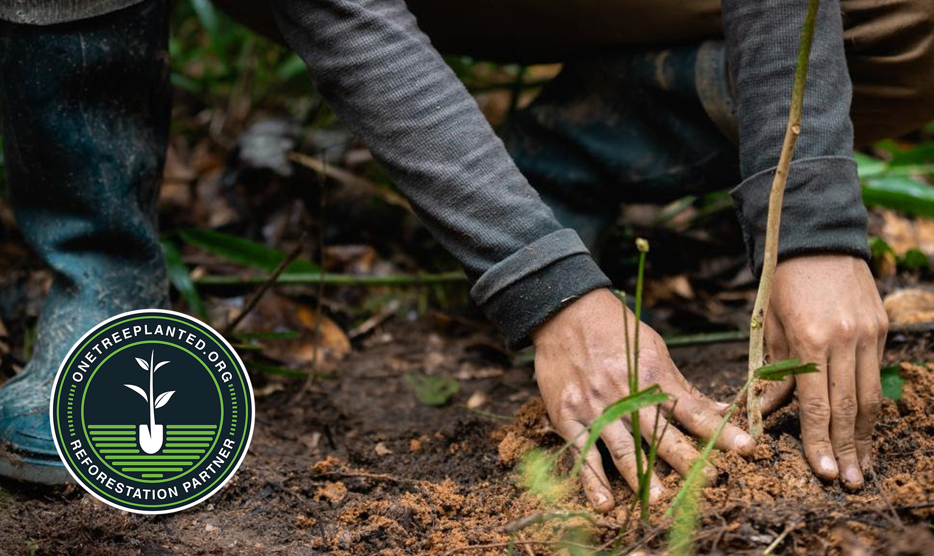 Jak pomoci Amazonskému deštnému pralesu