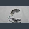 Sherco clutch cover guard 2 800x800