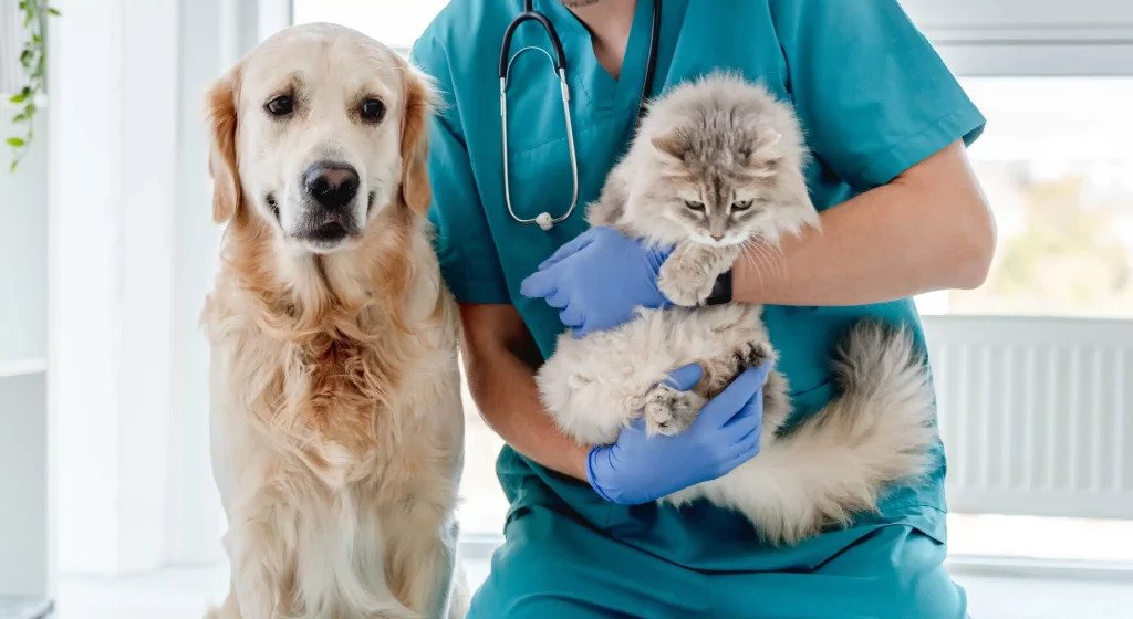 Výhody a nevýhody sterilizácie psov a mačiek