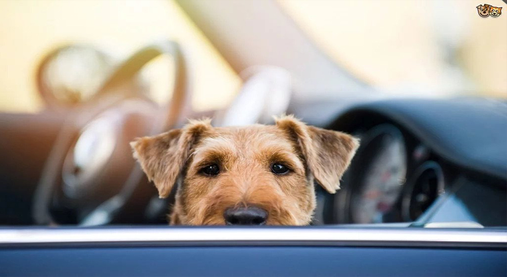 Psy v rozpálených autách a iné letné nebezpečenstvá