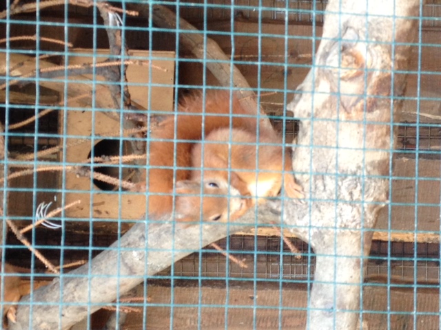 RODOPI a veverky ze ZOO Zájezd