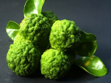 589 bergamot