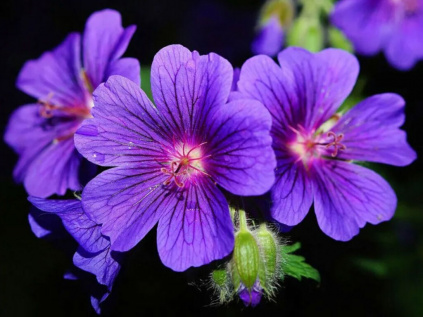 967 geranium