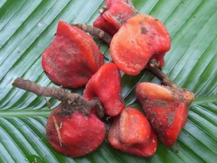 1622 talin thaumatin