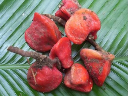 1622 talin thaumatin