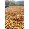 costarica juanchute yellow honey 01