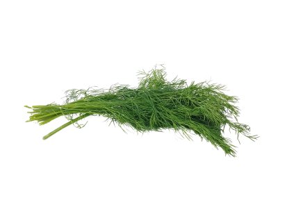 anethum graveolens 4744680 1280