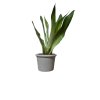 sansevieria "Moonshhine" (Tchýnin jazyk)