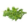 marjoram 7449285 1280
