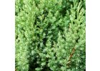Jalovce - Juniperus