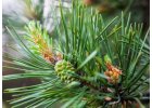 Borovice - Pinus