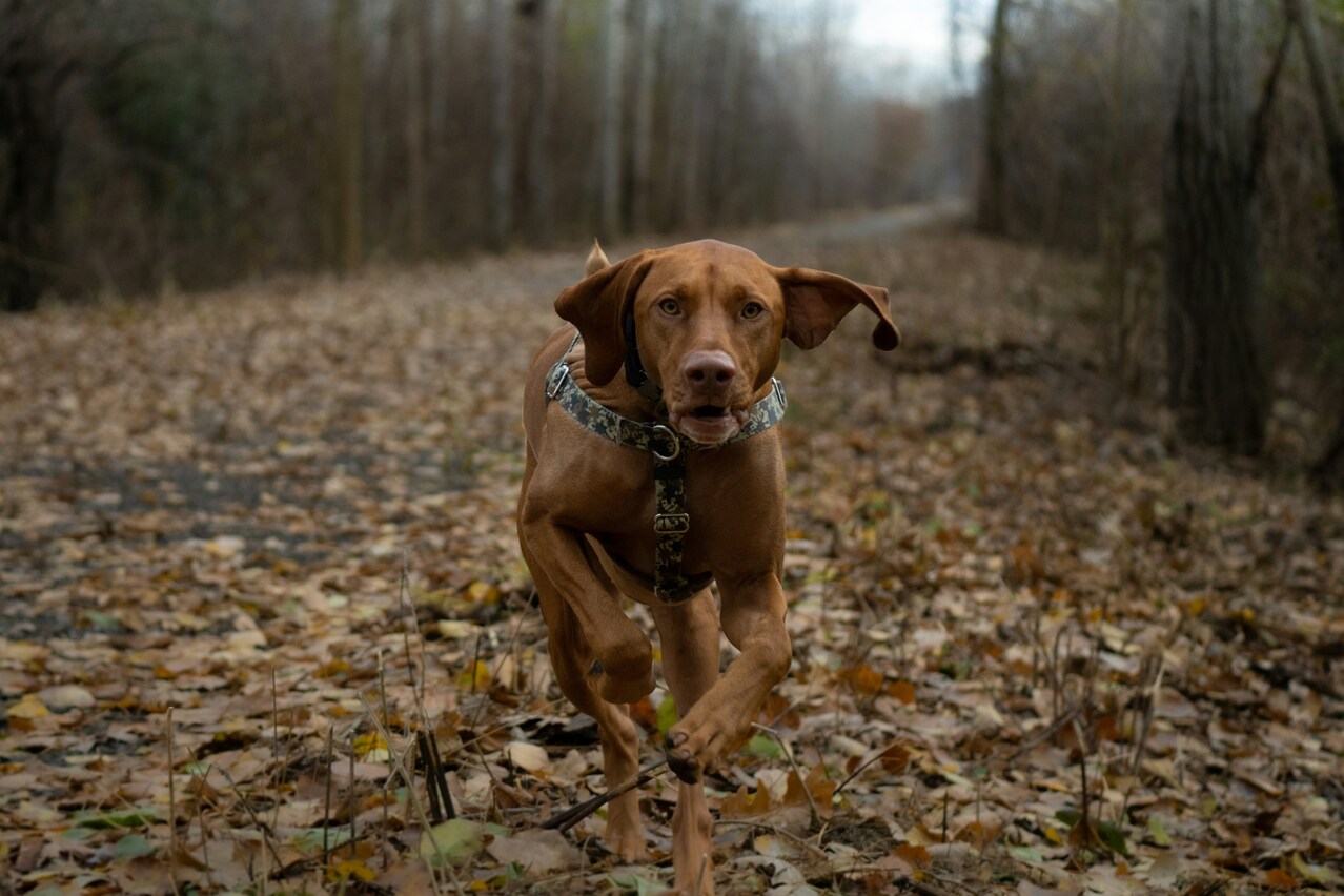Ultimátny sprievodca výbavou: Postroje, Bungee a Materiály 21. storočia